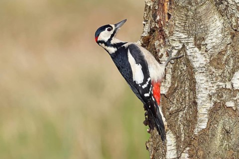 Great Spotted Woodpecker (Dendrocopus major), male, foraging on the trunk of a silver birch (Betula