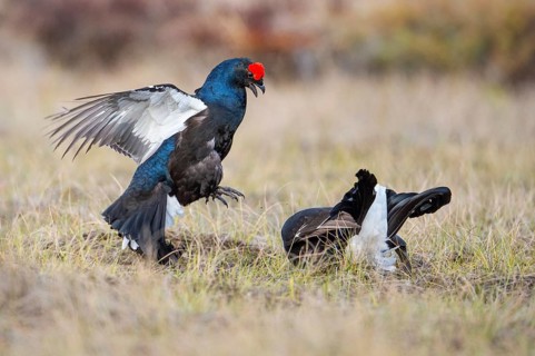 Black grouse (Lyrurus tetrix), black grouse courtship in Sweden, Fågelsjö, Gävleborgs län, Sweden