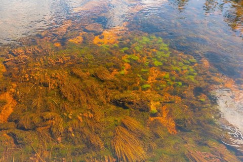View of the bottom of a river, Agder, Norway