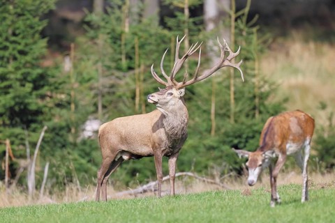 Red deer (Cervus elaphus) during the rutting season, a magnificent stag in a forest clearing,