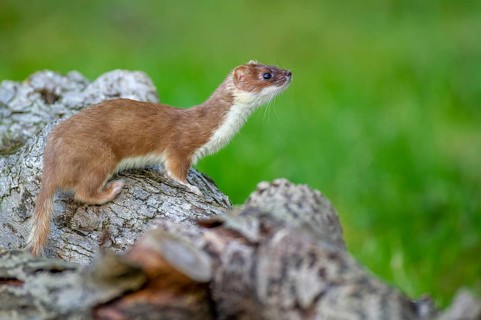 A stoat (Mustela erminea) keeps watch from a tree trunk, Vechta, Lower Saxony, Germany