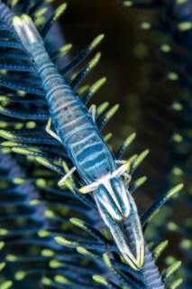 Crinoid shrimp, (Laomenes amboinensis), Tulamben, Karangasem, Bali, Indonesia, Pacific