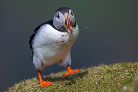 Puffin (Fratercula arctica), Hermaness National Nature Reserve, Unst, Shetland Islands, Scotland,