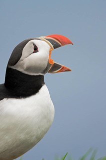 A puffin (Fratercula arctica) with its beak open on a cliff at Látrabjarg, a bird colony in