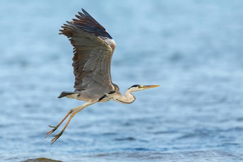 Grey grey heron (Ardea cinerea), Foraging, Boat Trip, Tiszaalpár, Kiskunsági National Park,