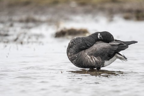 Brent goose (Branta bernicla), Amrum, Schleswig-Holstein, Germany