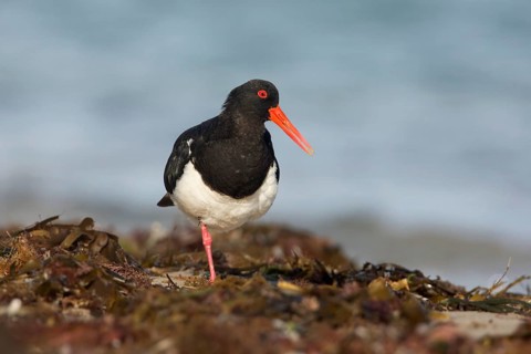 Pied Oystercatcher (Haematopus longirostris) foraging at shoreline, Victoria, Australia
