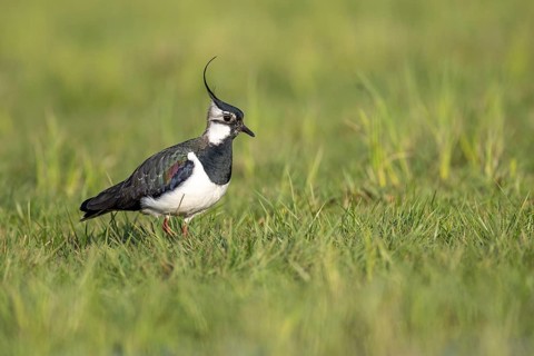 Northern Lapwing (Vanellus vanellus) in a wet meadow, Dümmer, Hüde, Lower Saxony, Germany