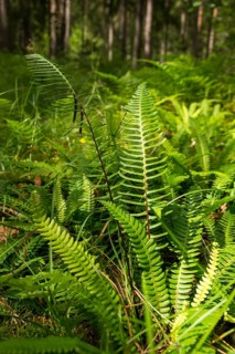 Blechnum spicant, European rib fern, common ribbed fern, struthiopteris spicant, deer fern, flora,