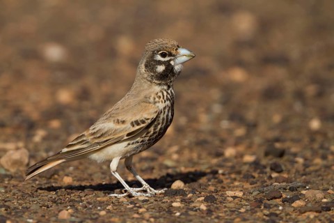 Thick-billed Lark - Knackerlerche - Rhamphocory clotbey, Morocco, male