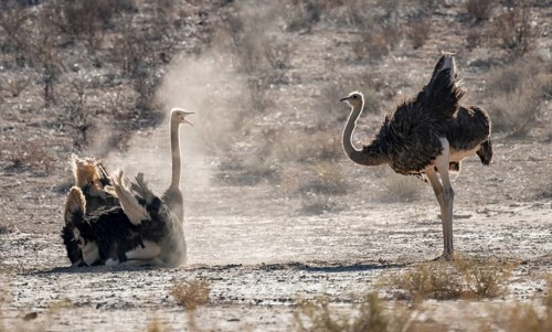 Dust bath, common ostrich (Struthio camelus), Kgalagadi Transfrontier National Park, Northern Cape,