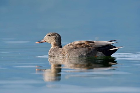 Gadwall (Mareca strepera), drake swimming, Lake Constance, Baden-Württemberg, Germany