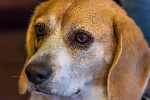 Portrait of a beagle, Baden-Württemberg, Germany