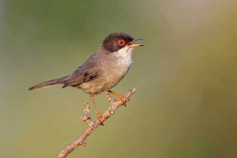 Velvet-headed warbler, (Sylvia melanocephala), warbler family, biotope, habitat, perch, foraging,