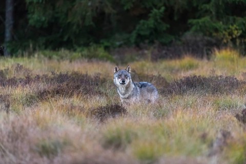 One young male eurasian gray wolf (Canis lupus lupus) running over a meadow with tall grass. A dark