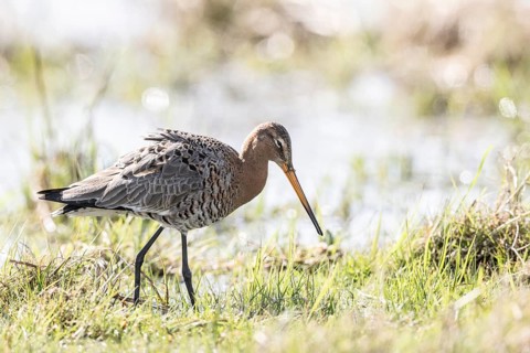 Black-tailed godwit (Limosa limosa), Lower Saxony, Germany