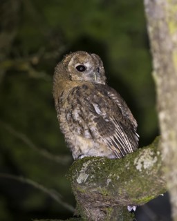 Tawny owl (Strix aluco), Westend Nord, Frankfurt am Main, Hesse, Germany