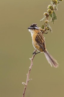 Sharp-tailed Tyrant (Culicivora caudacuta) perched on a branch in the Atlantic rainforest of