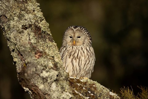 Ural Owl (Strix uralensis) captive, Bavaria, Germany