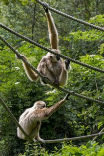 Two lar gibbons, white-handed gibbon (Hylobates lar) sitting on ropes in zoo, animal park, native