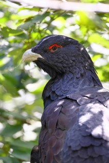 Detailed close-up... Capercaillie (Tetrao urogallus, head portrait, probably one of the most