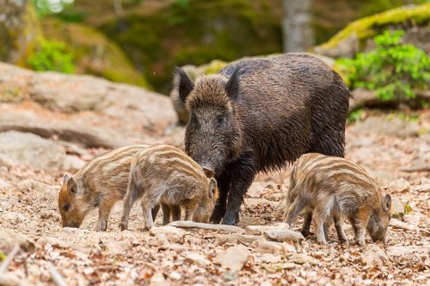 Wild boar (Sus scrofa) mother with her piglets (Squeaker) in a forest, Bavaria, Germany