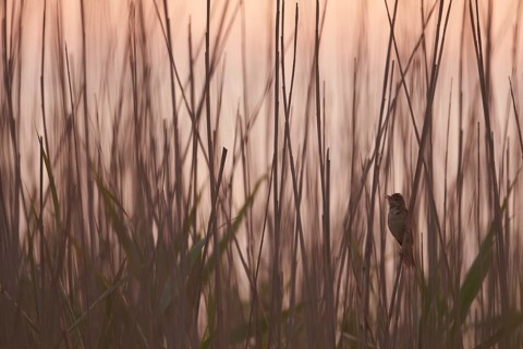 Eurasian Reed Warbler (Acrocephalus scirpaceus) singing in reedbed, Schleswig-Holstein, Germany