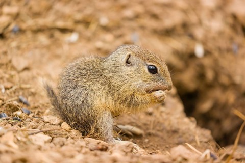A young European ground squirrel (Spermophilus citellus) or European souslik eats sunflower seed in