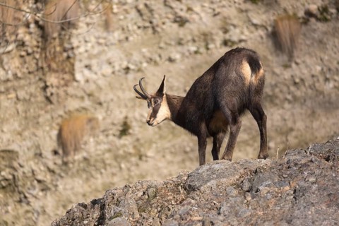 One chamois (Rupicapra rupicapra) standing on rocks, with rocks in the background