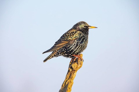 Starling (Sturnus vulagris) Germany