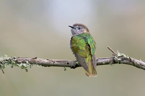 Shining Bronze Cuckoo (Chrysococcyx lucidus), Victoria, Australia