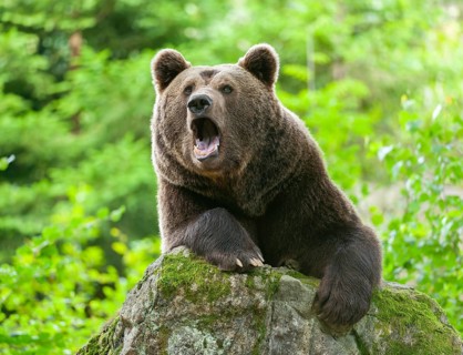 Brown bear (Ursus arctos) lying on a moss-covered rock and yawning, teeth visible, captive,