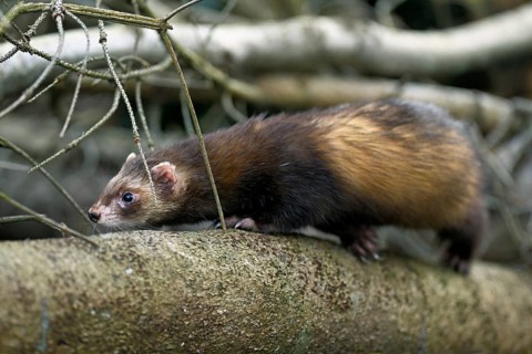 European polecat (Mustela putorius), also known as ferret, running in the undergrowth, captive,