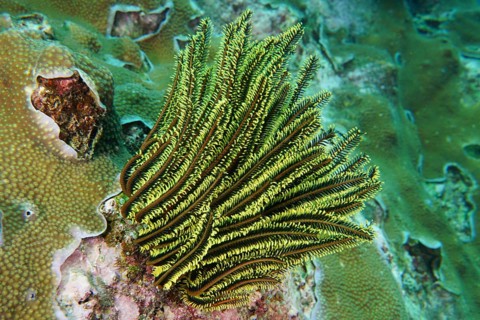 Bushy feather star, the variable feather star (Comaster schlegelii), perched on a coral structure