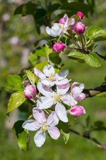 Blossom of an apple tree (malus) in white and pink, Saxony, Germany