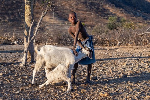 Himba boy holding goat, goat suckling young animal, Kaokoveld, Kunene, Namibia