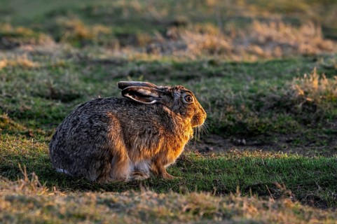 European brown hare (Lepus europaeus) sitting in field, meadow at sunset in late winter, early