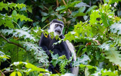 West African guereza or mantelaffe (Colobus guereza occidentalis) in dense vegetation, Bigodi,