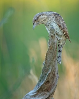 Eurasian Wryneck (Jynx torquilla), Saxony-Anhalt, Germany