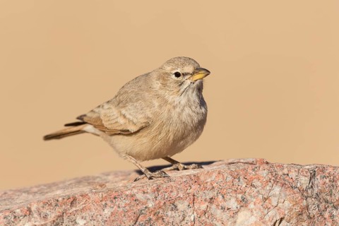 Desert Lark (Ammomanes deserti), Eilat, Israel