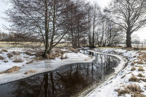 Stream with alders (Alnus glutinosa), Fischerhuder Wümmeniederung, Lower Saxony, Germany