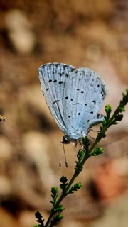 Close-up of a blue butterfly, the Celastrina arigiolus, against a brown bokeh background,