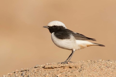 Mourning Wheatear (Oenanthe lugens) male, Morocco