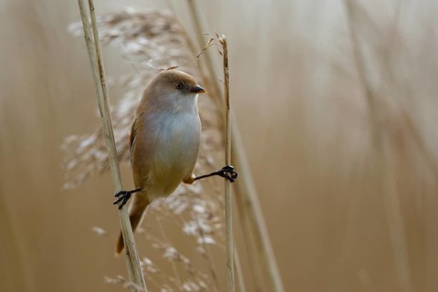 Bearded Reedling (Panurus biarmicus) female, Netherlands