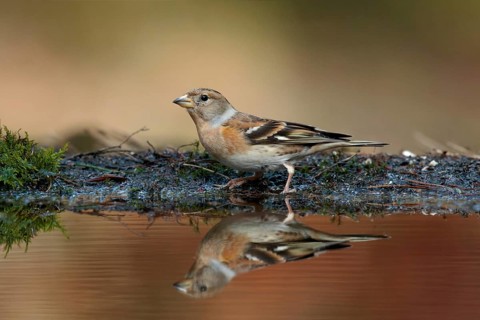 Keep, Brambling, Fringilla montifringilla