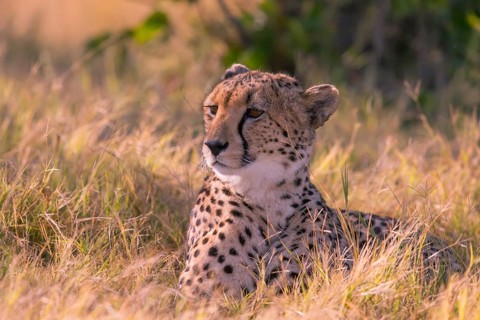 Africa, Botswana, cheetah, Acinonyx jubatus, Botswana, Botswana