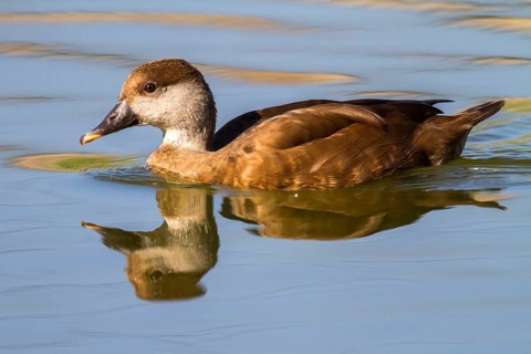 Red-crested Pochard (Netta rufina) female, Castile-La Mancha