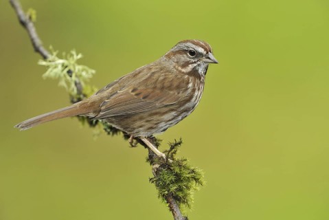 Song Sparrow (Melospiza melodia), British Columbia, Canada