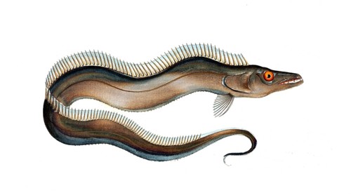 Fish, Fish, Fish species of the hairtail family, Largehead hairtail or beltfish, Largehead