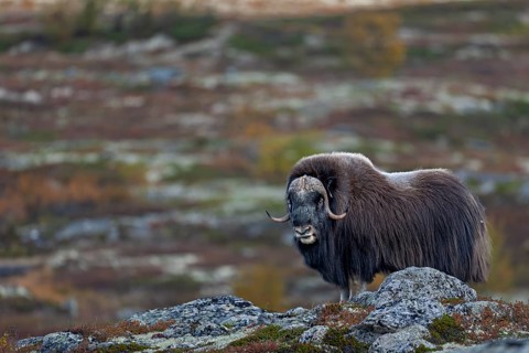 Musk ox bull (Ovibos moschatus) in autumnal tundra, autumn, Ruska, autumn colours, tundra